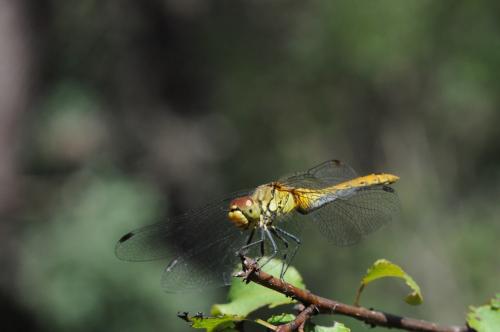 Sympetrum sanguineum